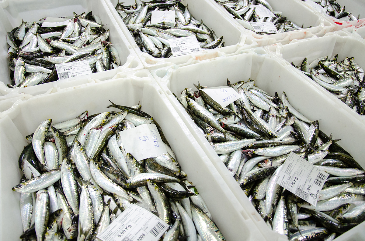 LB-Sardinas-Lonja-WEB
